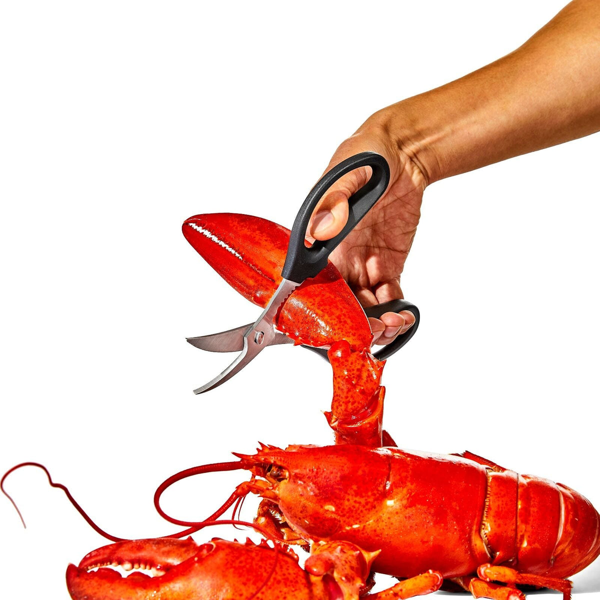 seafood-scissors-k9 gg_11350600_seafoodscissors_03_p.jpg